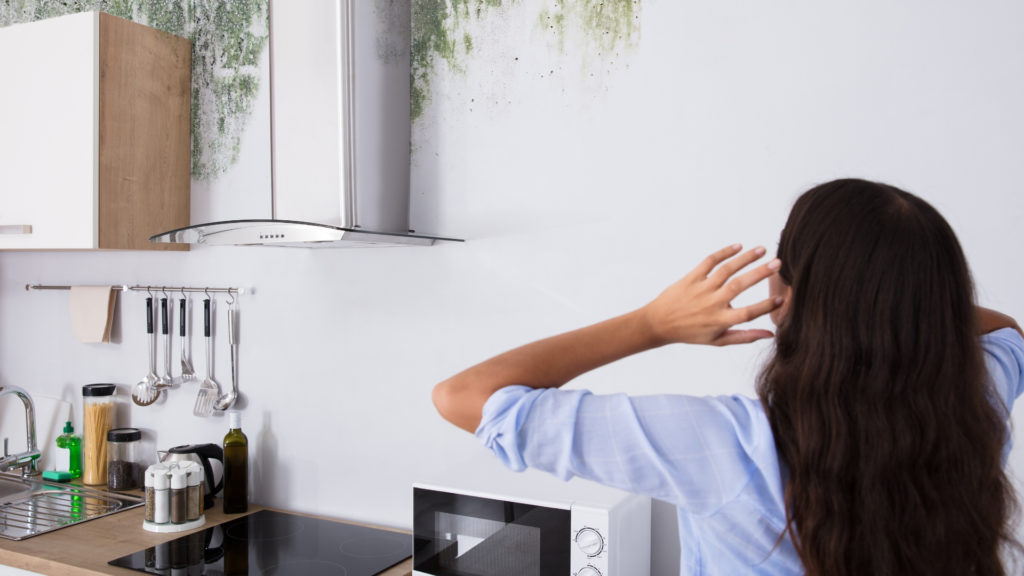 Public Adjuster In Miami mold damage insurance claims Public Adjuster In Miami mold damage insurance claims