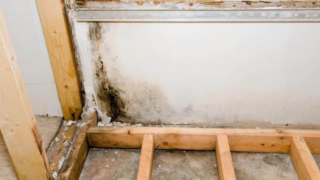 Water Damage: What Does Mold Need to Grow?