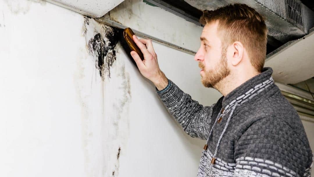 Is mold damage reversible? Top tips for Florida